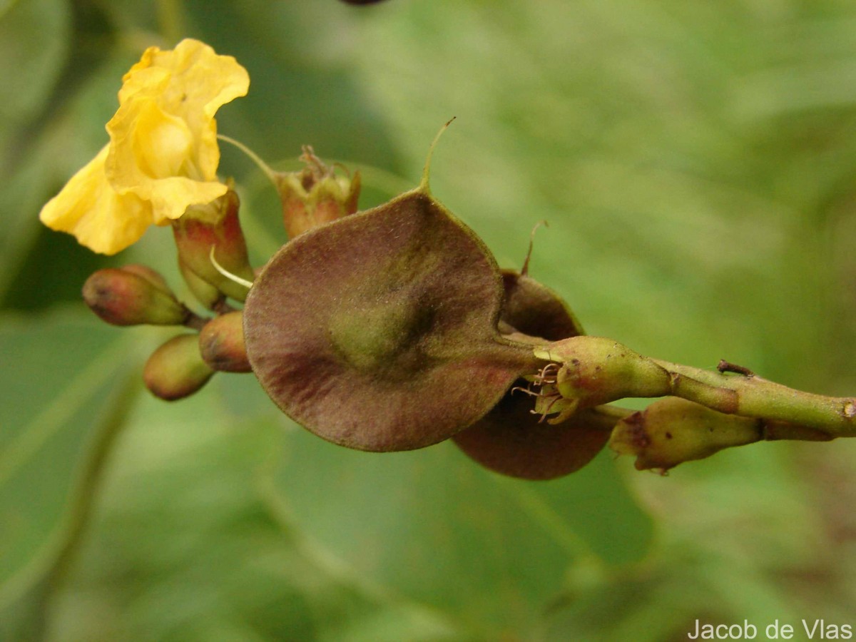 Pterocarpus marsupium Roxb.